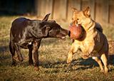 dogs playing with football