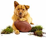 Dog with football
