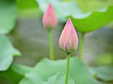 lotus buds