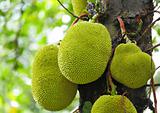 Jackfruit on tree