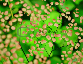 fresh pink and green plants background