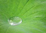 Drop water on Lotus leaf