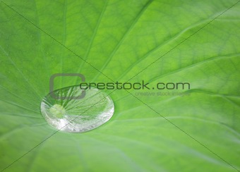 Drop water on Lotus leaf
