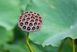 Lotus Pod