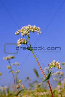Buckwheat inflorescence