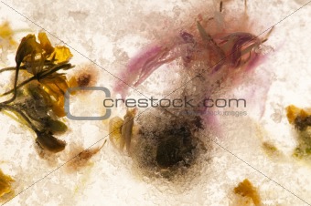 Frozen flowers. blossoms in the ice cube