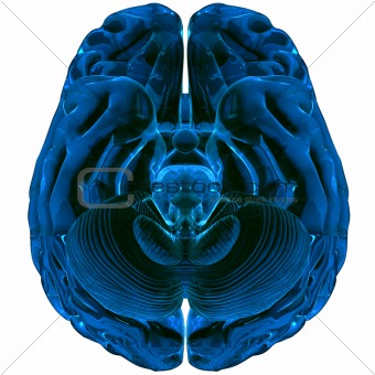 Brain - 3D Max Render