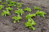young lettuce plants
