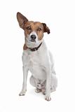 mixed breed jack russel terrier