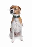 mixed breed jack russel terrier