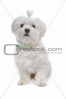 Maltese dog