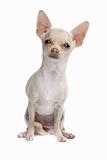 short haired chihuahua