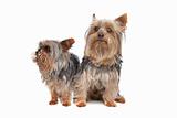 two Yorkshire terrier dogs