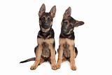 two German shepherd puppies