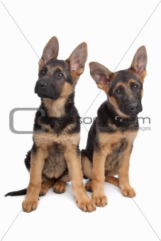 two German shepherd puppies