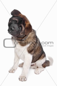 American Akita puppy