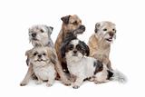 three Border Terrier dogs and two Shih Tzu dogs