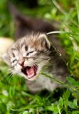nervous kitten walking on a light green grass