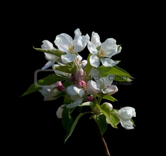 Crabapple Blossom