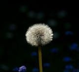 Dandelion and Forget-me-nots