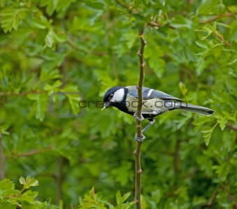 Great Tit and caterpillar