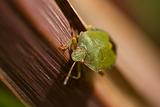 Green Shield Bug on leaf