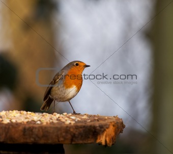 European Robin