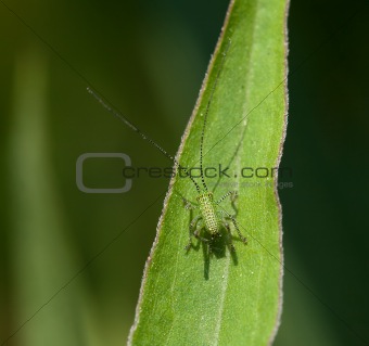 Speckled Bush Cricket baby