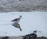 Spotted Redshank wading with reflection
