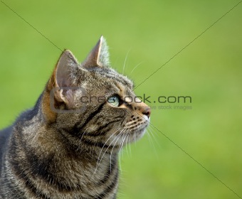 Tabby Cat head profile