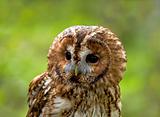 Tawny Owl head