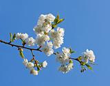 White Prunus Blossom