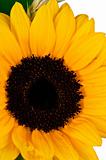 Yellow sunflower