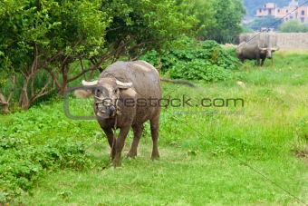 Domestic Asian water buffalo