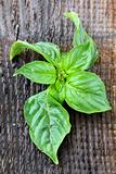 green basil leaves on wooden background
