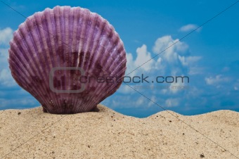 Seashell concept on beach