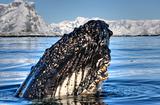 head whale