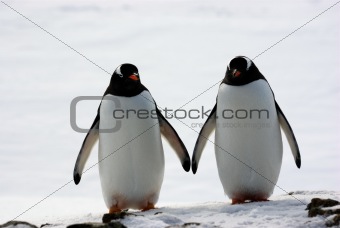 two penguins walk side by side