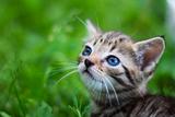 Kitty looking up in front of grass