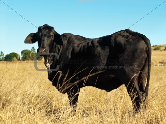 old black cow winter pasture
