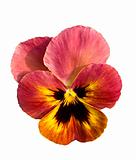 pansy flower isolated on white