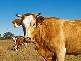 brown and white beef cattle Australian bred