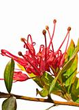 grevillea splendour Australian flower isolated