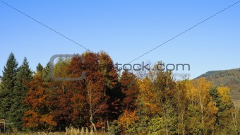 Treetops in Autumn against the blue sky
