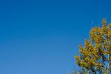 Treetop in Autumn against the clear blue sky
