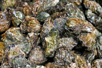 Oysters pile
