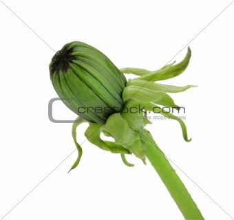 One green bud of dandelion