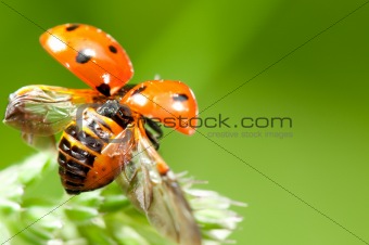 Flying Ladybird