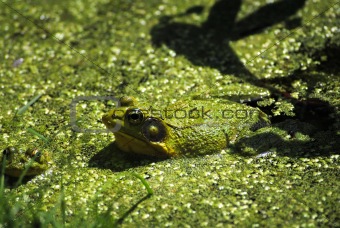 Leopard Frog