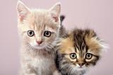 two Britain kittens